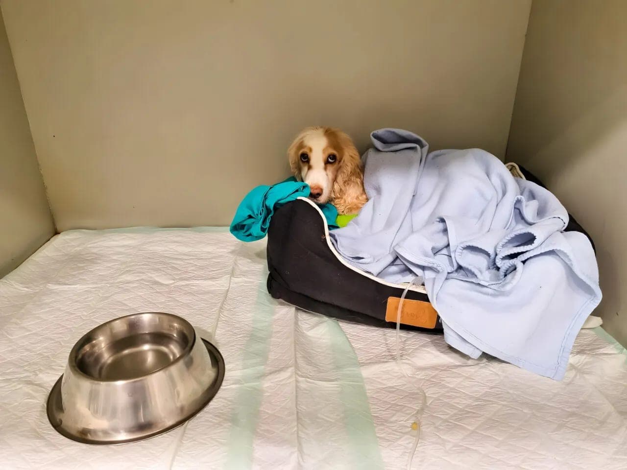 Cachorro cocker spaniel abrigado con una manta, descansando tranquilo durante su hospitalización.