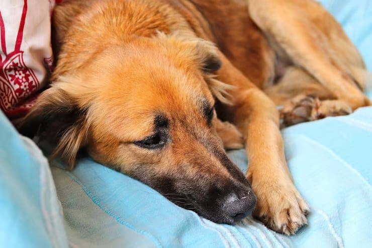 Perro de pelaje castaño descansando tranquilo sobre una manta celeste durante su recuperación en casa.