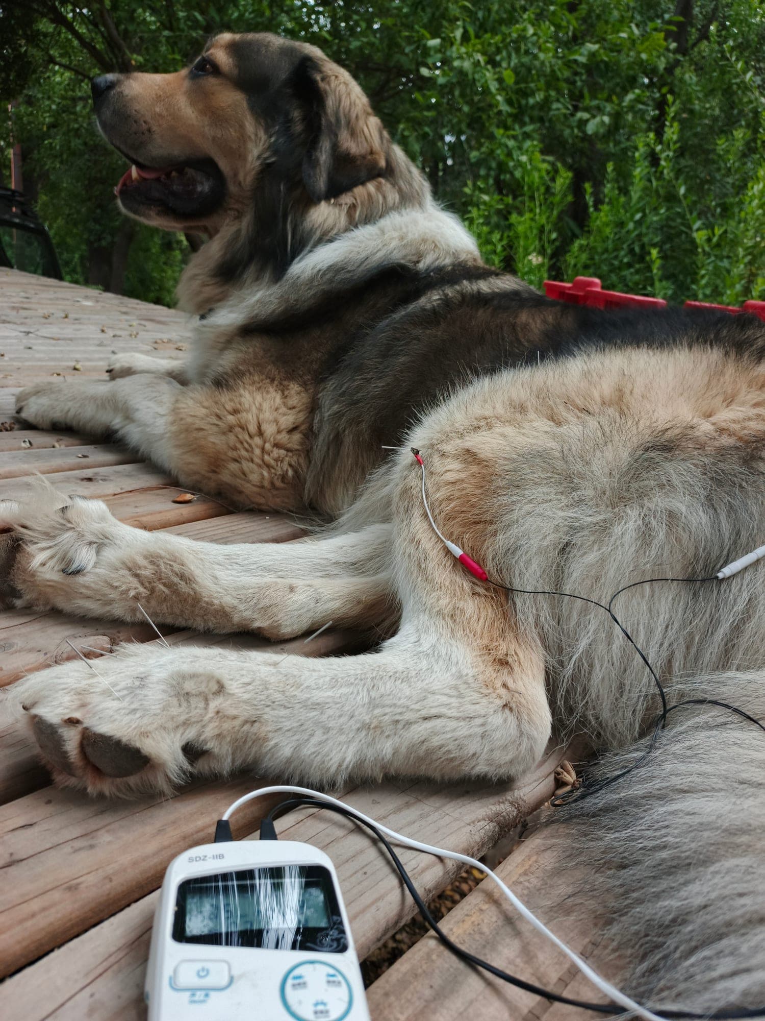 Perro grande de pelaje claro descansa al aire libre sobre una terraza de madera durante una sesión de electroacupuntura.