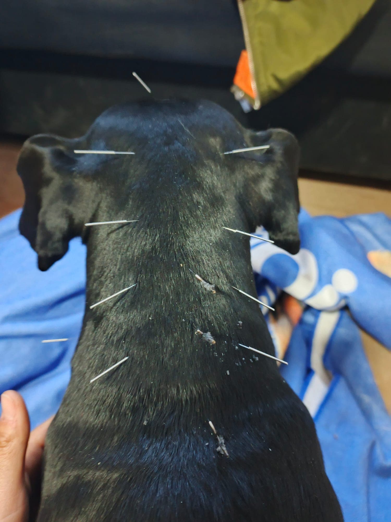 Manos sosteniendo con cuidado a un perro de pelaje oscuro durante una sesión de acupuntura.