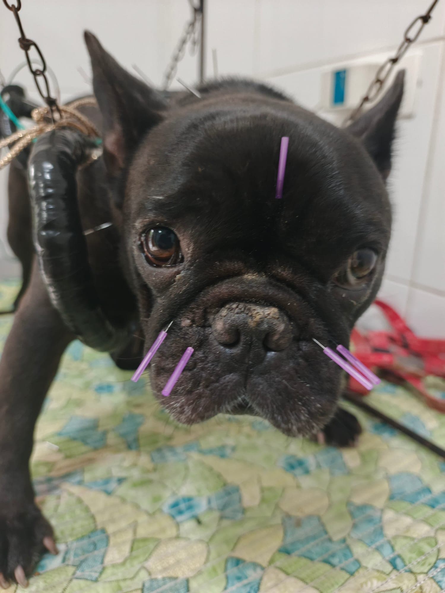 Bulldog francés tranquilo durante una sesión de acupuntura, con agujas finas colocadas en la zona de la cabeza.
