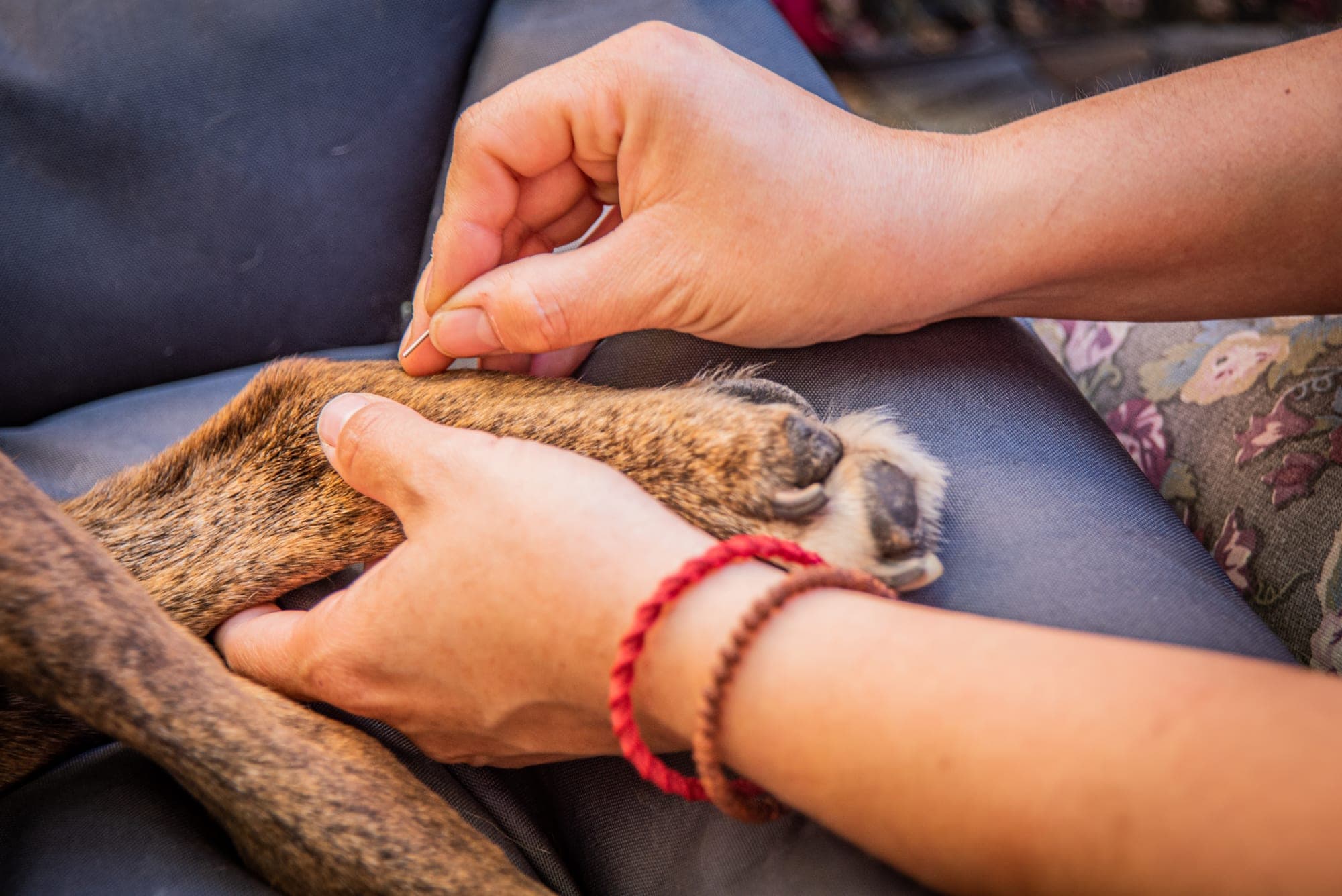 Dos manos sostienen con delicadeza la pata de un perro que descansa recostado.