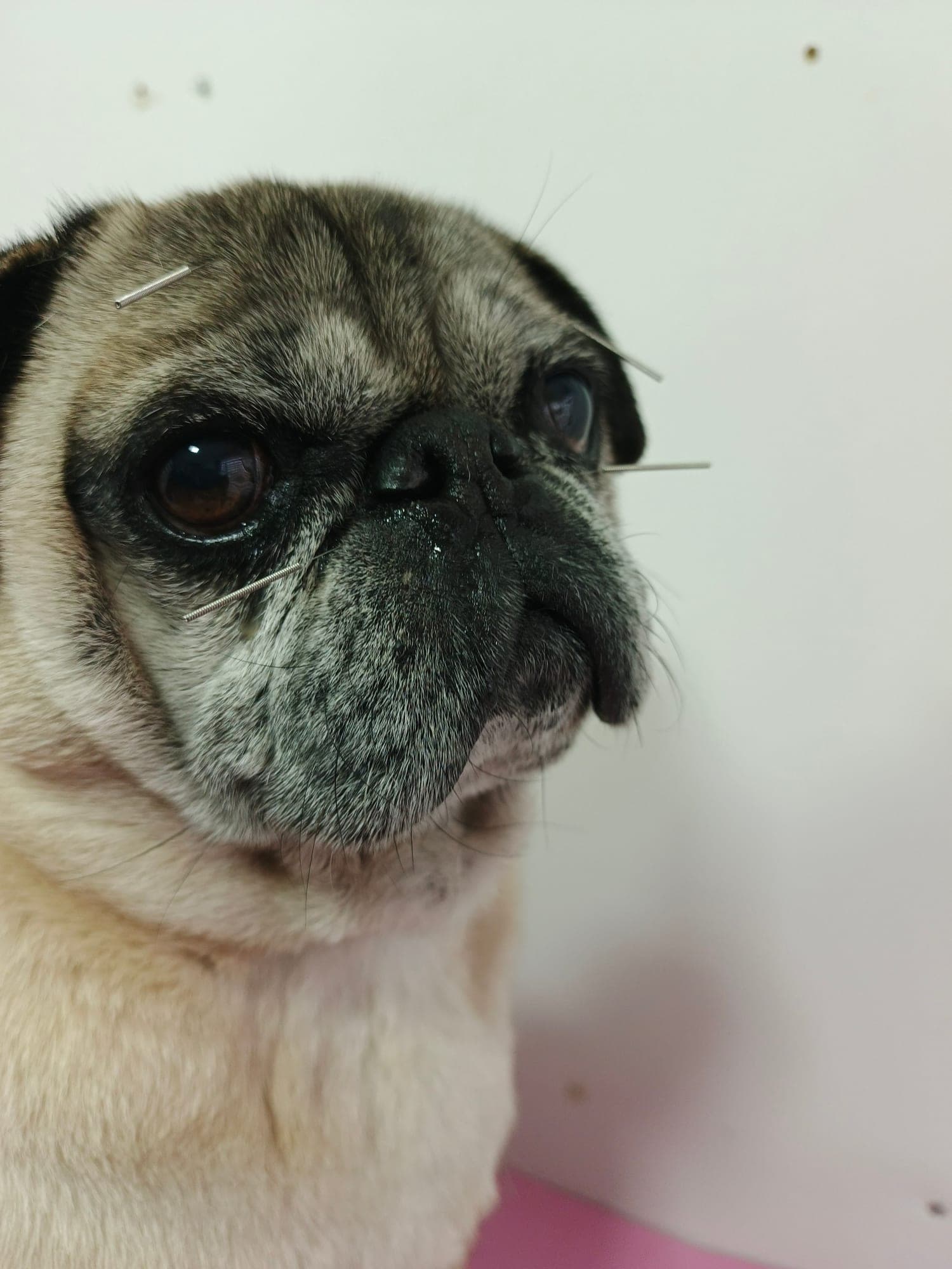 Pug geriátrico de mirada tranquila durante una sesión de acupuntura veterinaria.